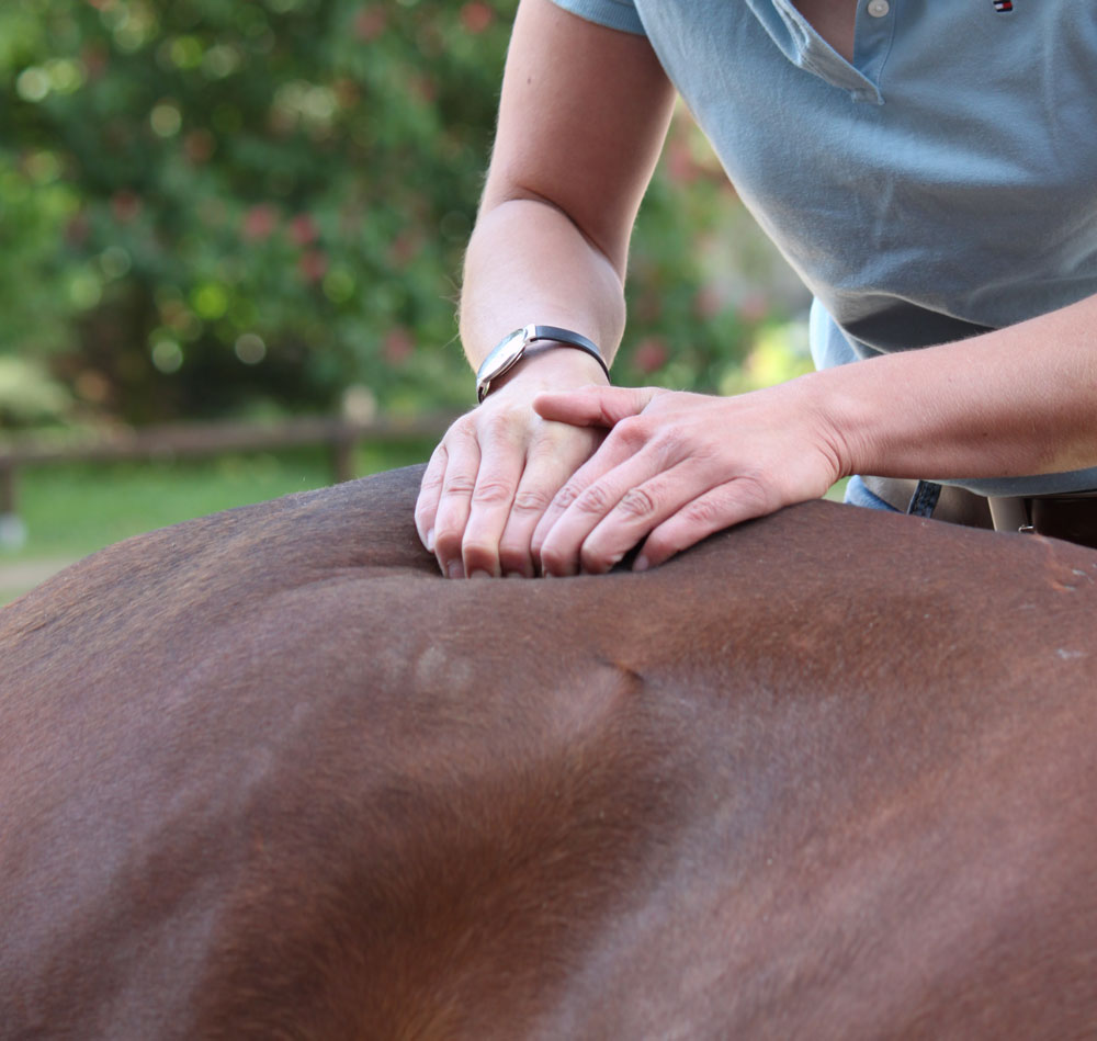 Equine Performance Therapy