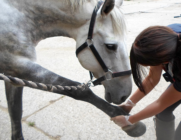 Equine Performance Therapy